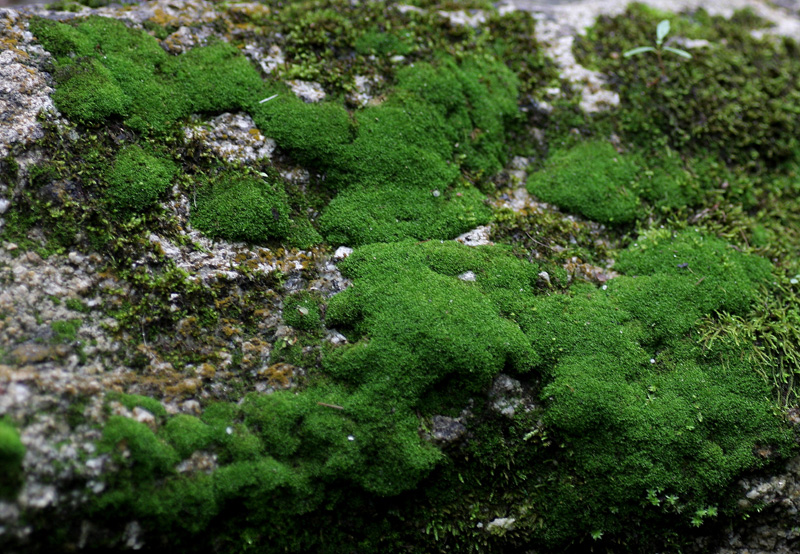 Hymenostylium recurvirostrum
